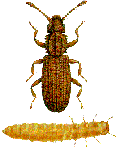 Sawtoothed Grain Beetle